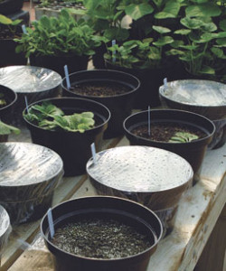 4 inch pots with plastic wrap