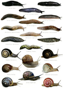 slugs-and-snails-identification-postcard-1294846576