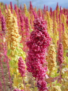 brilliant rainbow quinoa