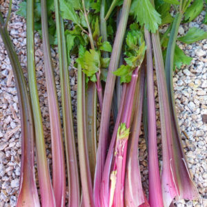 Pink Plume Leaf Celery