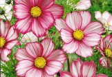 Cosmos – Candy Stripe