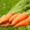 Danvers Half Long – Carrot