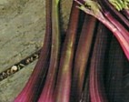 Leaf Celery – Pink Plume