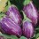 Listada De Gandia – Eggplant