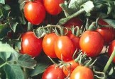 Principe Borghese – Plum Tomato