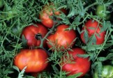 Silvery Fir – Tomato